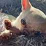 Nacho joined the competition — help win amazing prizes! animal, blanket, bostonbull, bulldog, canine, cat, chihuahua, dog, fox, frenchbulldog, kitfox, kitten, monkey, pet, puppy, snout, whitedog