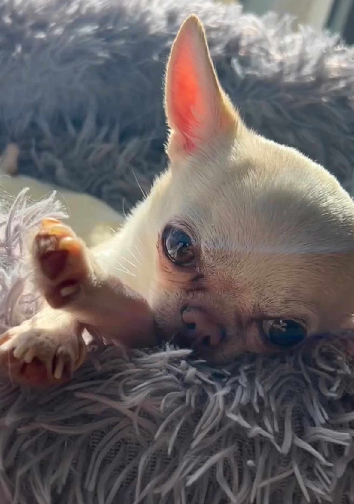 Nacho joined the competition — help win amazing prizes! animal, blanket, bostonbull, bulldog, canine, cat, chihuahua, dog, fox, frenchbulldog, kitfox, kitten, monkey, pet, puppy, snout, whitedog