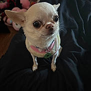 Nacho is registered to the contest to win money with this photo: animal, bodypart, bulldog, canine, chihuahua, couch, cup, dog, furniture, mouth, person, pet, pug, puppy, terrier, whitedog