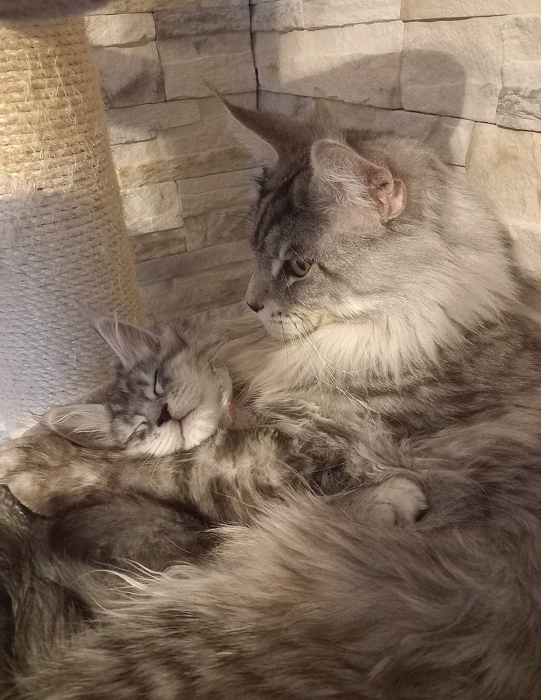 Tasmani Des Lia Coon'S