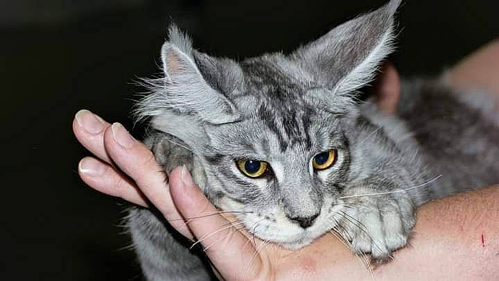 Tasmani Des Lia Coon'S