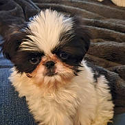 Taffer is registered to the contest to win money with this photo: animal, black_and_white, blanket, comfort, companion, cozy, curious, cute, dog, domestic, fluffy, fur, indoor, lap, pet, puppy, resting, small_dog, soft, young_dog