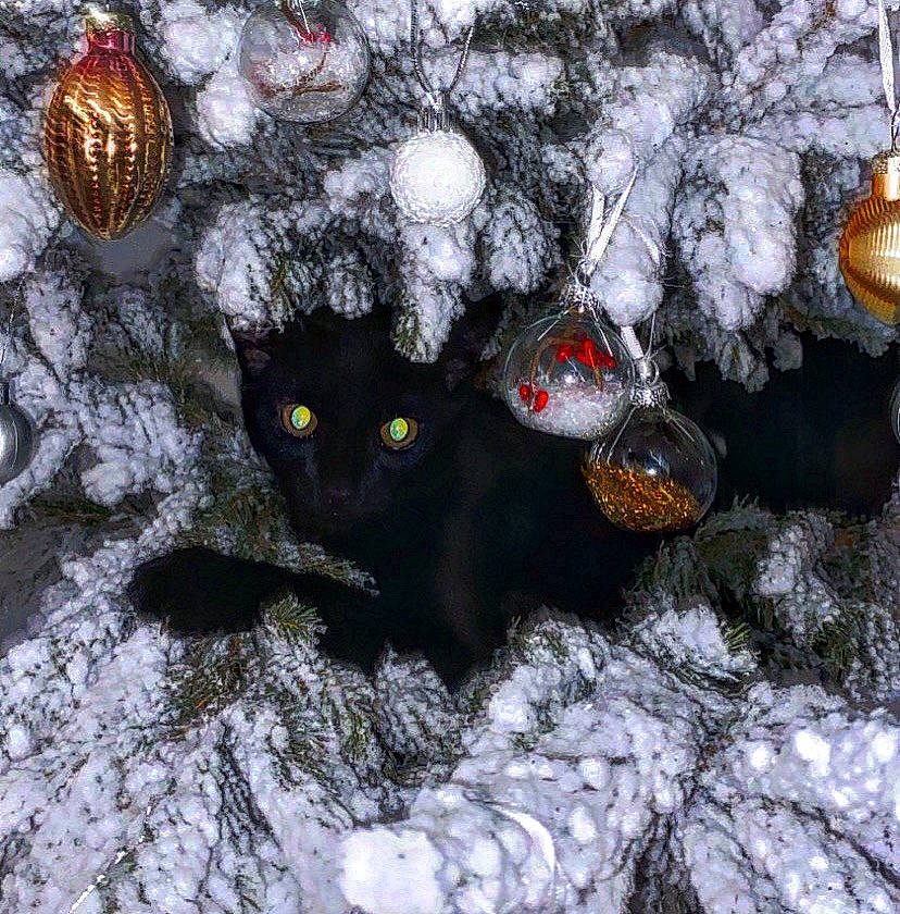 Bagheera a rejoint le concours — aidez-le/la à gagner de superbes lots ! black_cat, bombay, carnivore, cat, christmas_ornament, domestic_short_haired_cat, felidae, freezing, fur, organism, ornament, pattern, small_to_medium_sized_cats, snow, tail, terrestrial_animal, tree, twig, whiskers, winter