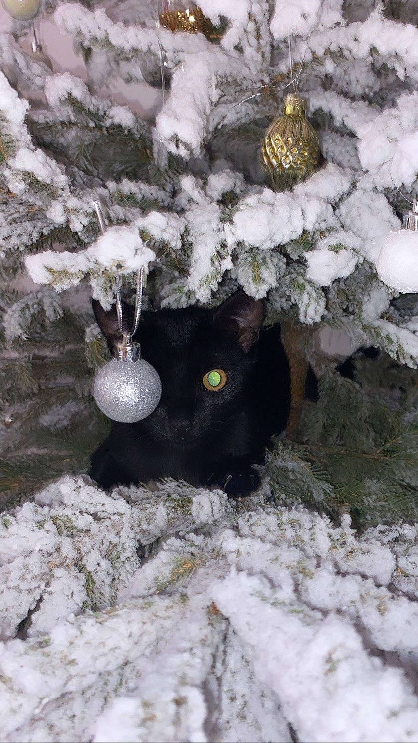 Bagheera a rejoint le concours — aidez-le/la à gagner de superbes lots ! christmas_decoration, christmas_ornament, circle, conifer, fashion_accessory, fir, freezing, frost, fur, grass, ornament, pine_family, plant, precipitation, snow, stuffed_toy, toy, twig, whiskers, winter