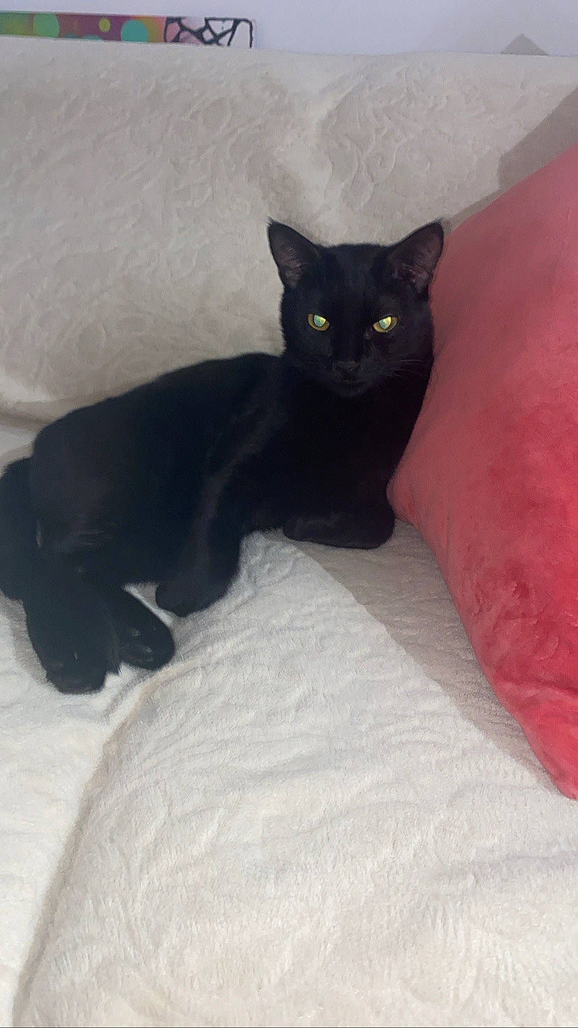 Bagheera participe au concours pour gagner de l'argent avec cette photo : black_cat, bombay, carnivore, cat, cat_supply, claw, comfort, domestic_short_haired_cat, felidae, fur, grey, linens, paw, sitting, small_to_medium_sized_cats, snout, tail, whiskers