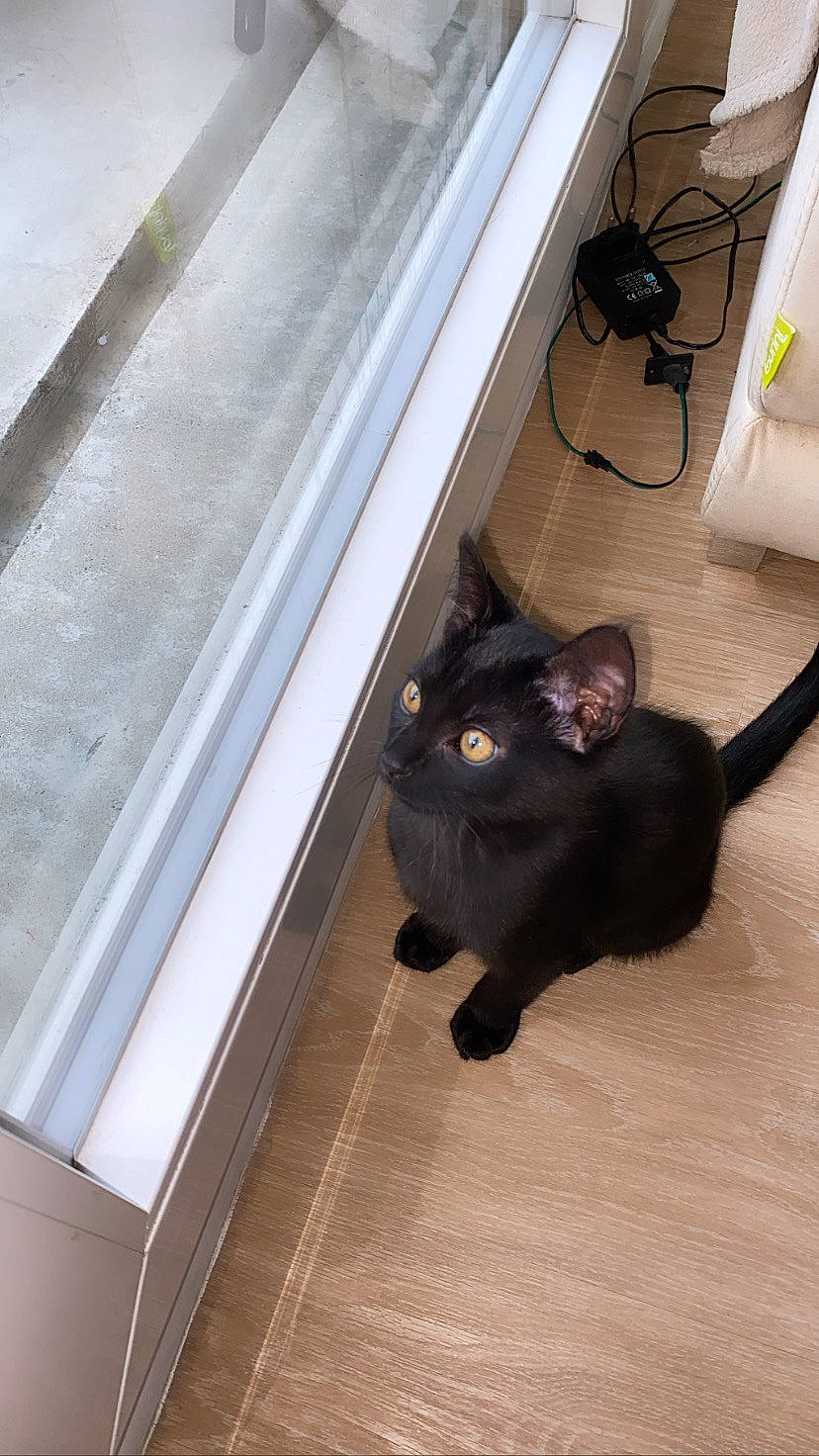 Bagheera participe au concours pour gagner de l'argent avec cette photo : black_cat, bombay, carnivore, cat, domestic_short_haired_cat, felidae, floor, flooring, fur, hardwood, laminate_flooring, mammal, room, small_to_medium_sized_cats, tail, tile, vertebrate, whiskers, wood, wood_flooring