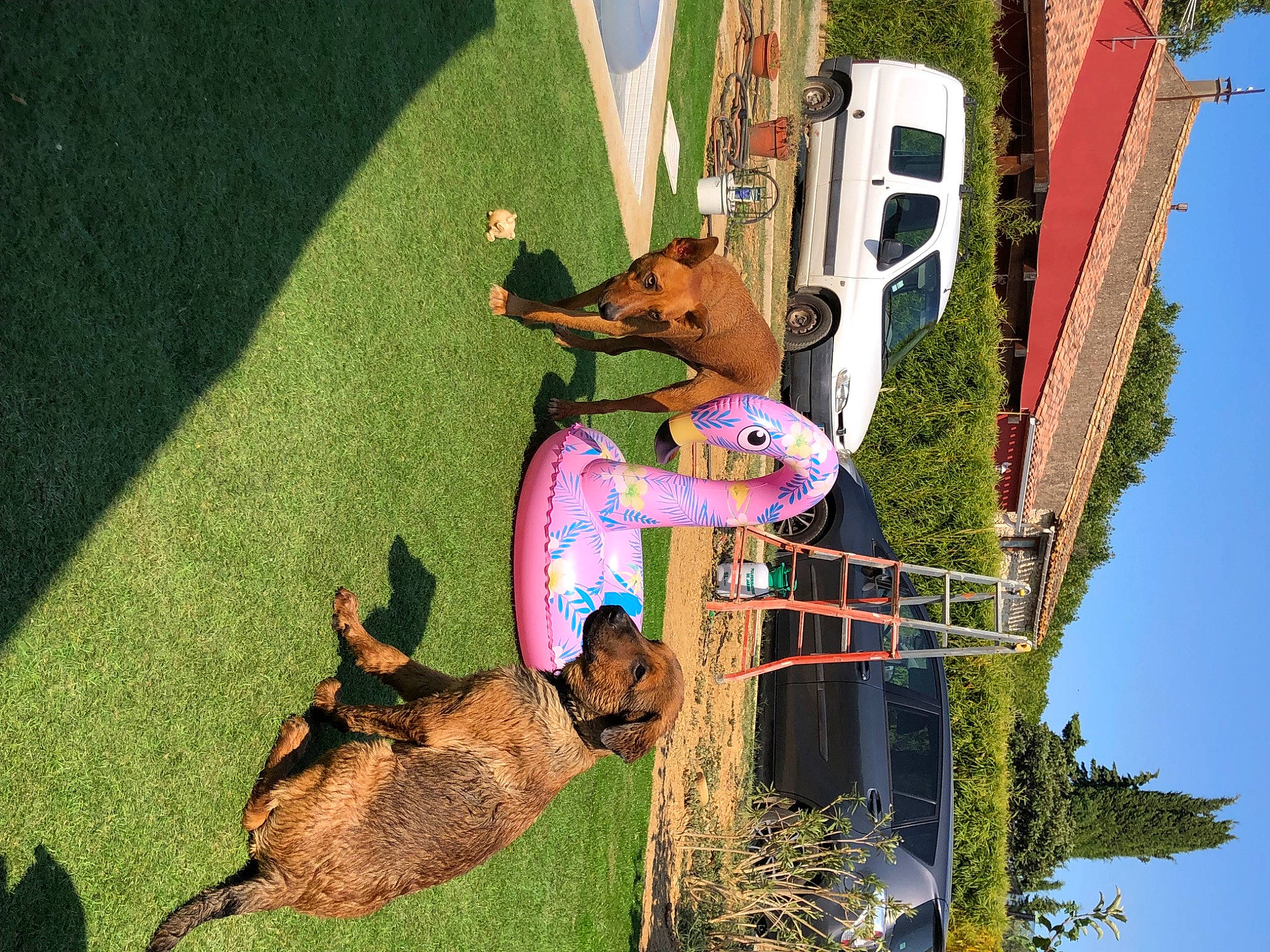 Bruce a rejoint le concours — aidez-le/la à gagner de superbes lots ! art, fun, grass, green, landscape, leisure, light, line, organism, photograph, plant, pole, recreation, shadow, sky, snapshot, tail, tower, tree, world