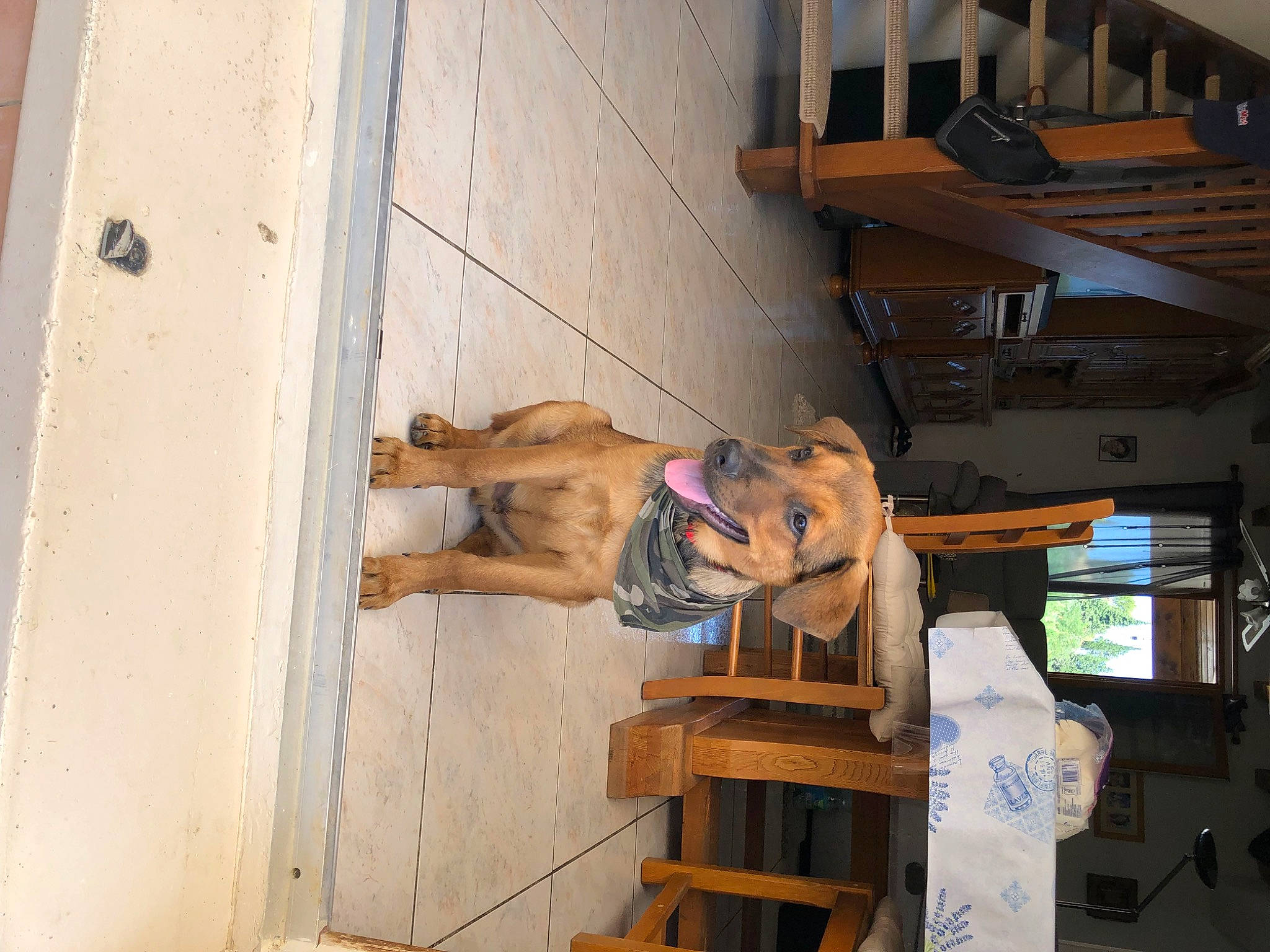 Bruce participe au concours pour gagner de l'argent avec cette photo : building, dog, elbow, fawn, hardwood, hat, human_leg, room, shorts, thigh, wood, wrist