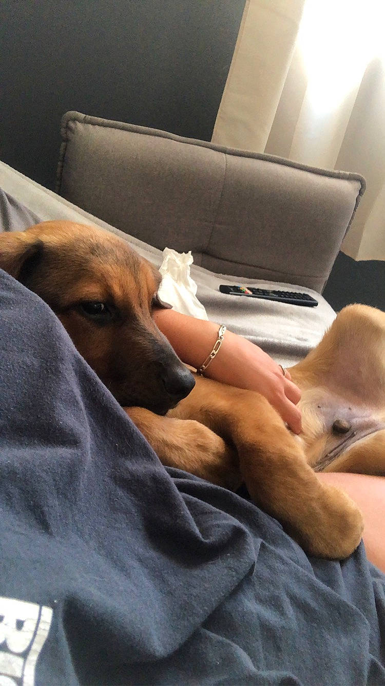 Bruce participe au concours pour gagner de l'argent avec cette photo : car_seat, carnivore, comfort, companion_dog, couch, dog, dog_breed, fawn, flooring, fur, human_leg, knee, lap, mammal, sitting, sporting_group, thigh, vehicle_door, vertebrate, whiskers