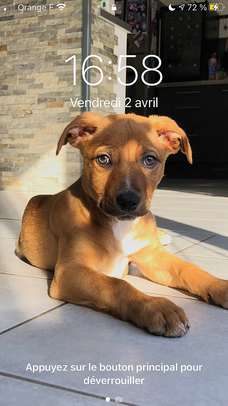 Rocky participe au concours pour gagner de l'argent avec cette photo : ancient_dog_breeds, canidae, carnivore, collar, companion_dog, dog, dog_breed, dog_collar, dog_supply, fawn, guard_dog, hound, liver, photo_caption, plant, snout, sporting_group, whiskers, working_animal, working_dog