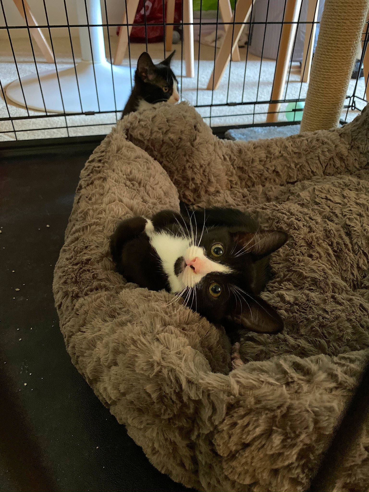 Shadow joined the competition — help win amazing prizes! carnivore, cat, felidae, fur, small_to_medium_sized_cats, whiskers