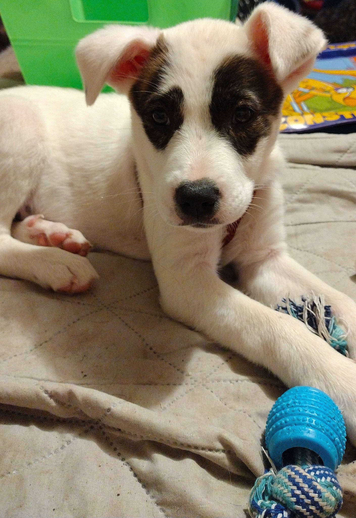 Domino joined the competition — help win amazing prizes! carnivore, comfort, companion_dog, dog, dog_breed, fawn, foot, fur, glove, nail, non_sporting_group, paw, sand, snout, tail, terrestrial_animal, terrier, toe, whiskers, working_animal