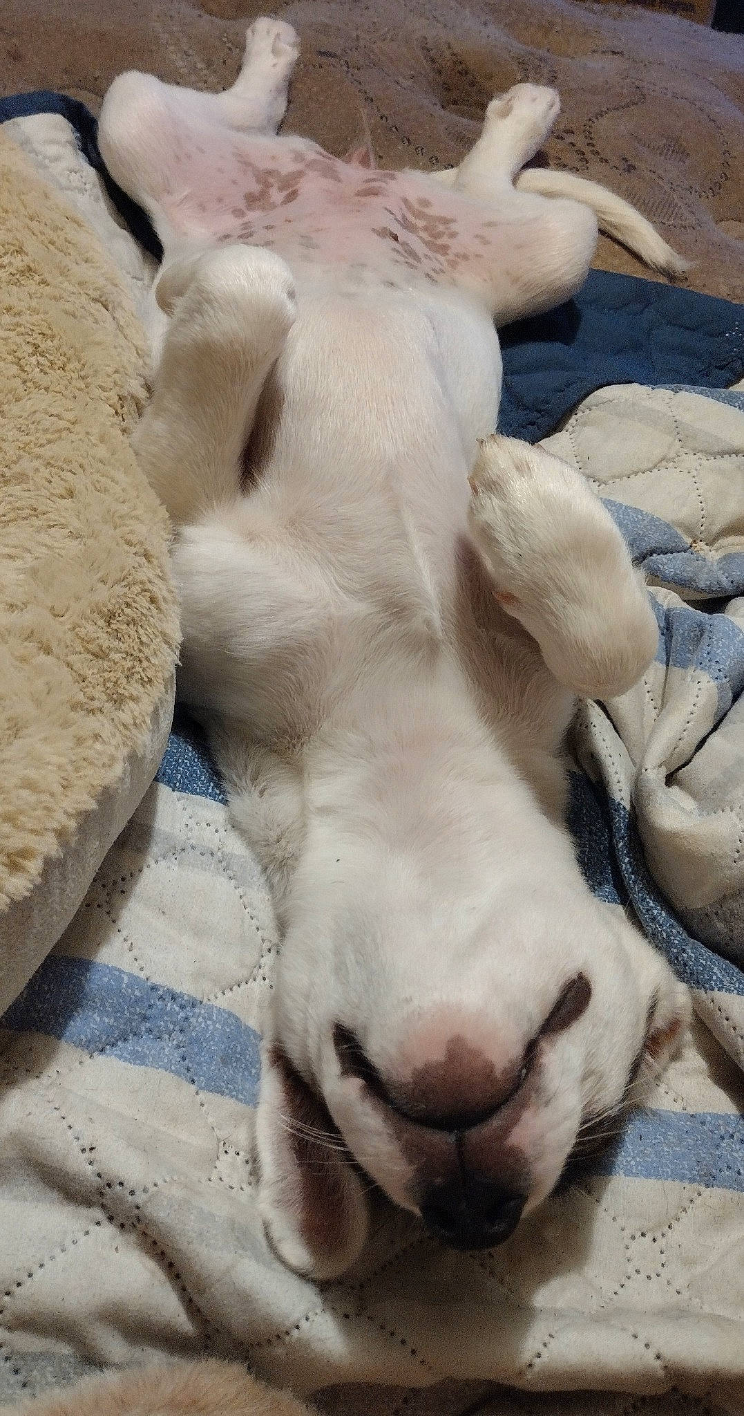 Domino joined the competition — help win amazing prizes! art, cow_goat_family, dog_breed, fawn, fur, livestock, sculpture, snout, terrestrial_animal, whiskers, white, wildlife, working_animal, zoo