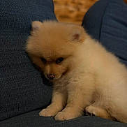 Alpha a rejoint le concours — aidez-le/la à gagner de superbes lots ! puppy, dog, fluffy, couch, indoor, pet, cute, small_dog, shy, fur, animal, domestic_animal, resting, blue_couch, wooden_background, young_dog, sitting, cozy, companion, adorable