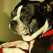 Lucy is registered to the contest to win money with this photo: dog, boston_terrier, pet, close_up, black_and_white, fur, relaxed, sleepy, red, collar, indoor, animal, face, paw, resting, cute, companion, canine, domestic_animal, portrait