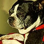 dog, boston_terrier, pet, close_up, black_and_white, fur, relaxed, sleepy, red, collar, indoor, animal, face, paw, resting, cute, companion, canine, domestic_animal, portrait