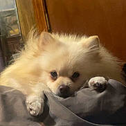 Sonny is registered to the contest to win money with this photo: dog, pomeranian, fluffy, cute, pet, indoor, resting, blanket, soft, cozy, fur, animal, paw, face, looking, brown_eyes, home, wooden_door, closeup, adorable