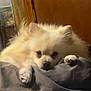 dog, pomeranian, fluffy, cute, pet, indoor, resting, blanket, soft, cozy, fur, animal, paw, face, looking, brown_eyes, home, wooden_door, closeup, adorable
