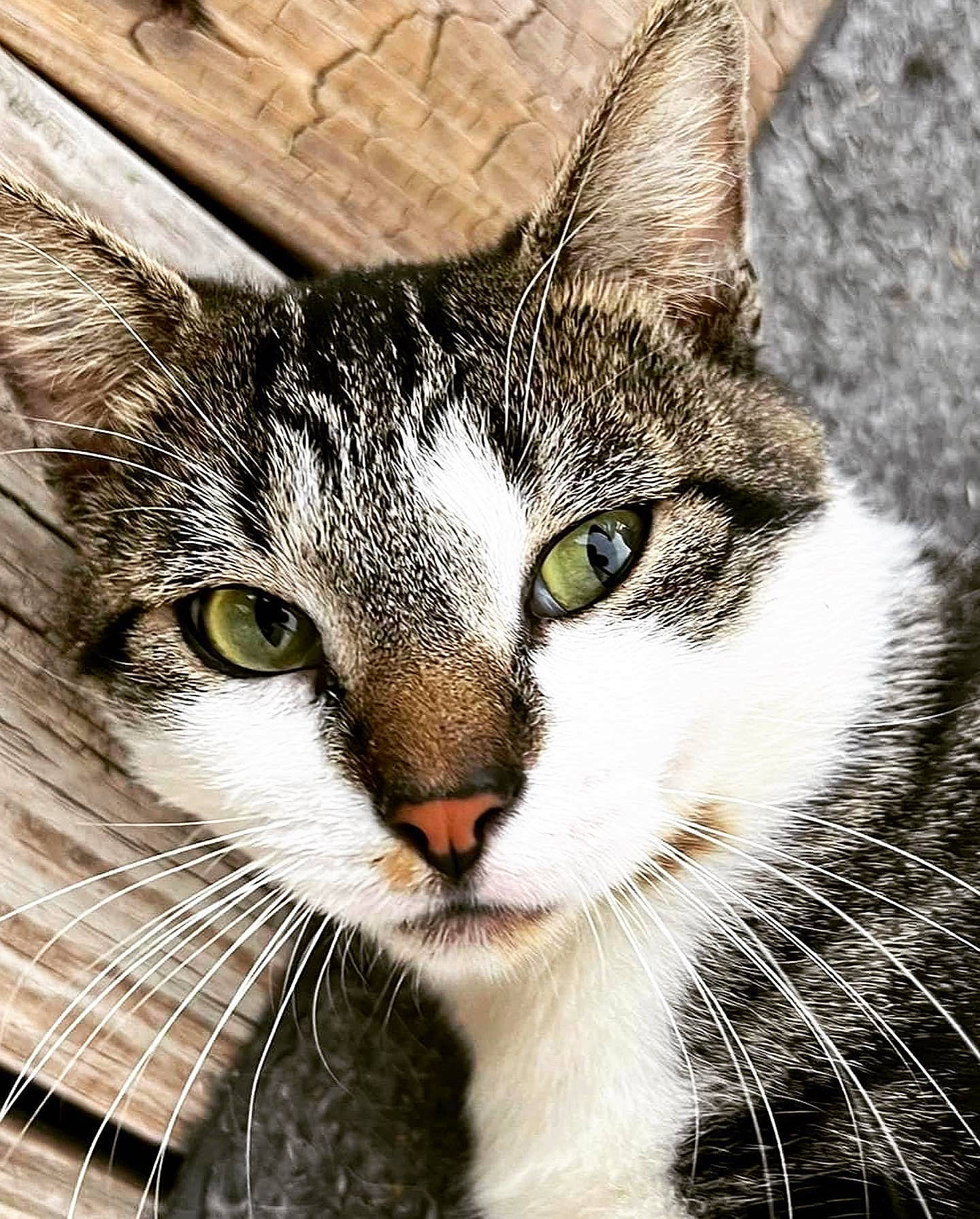 Padfoot is registered to the contest to win money with this photo: art, carnivore, cat, domestic_short_haired_cat, eye, felidae, fur, grass, head, illustration, iris, painting, paw, small_to_medium_sized_cats, snout, terrestrial_animal, tree, whiskers, wildlife, window