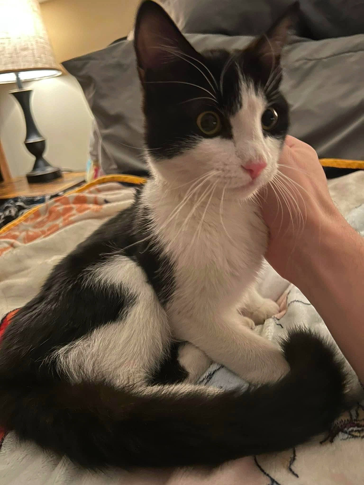 Tails is registered to the contest to win money with this photo: carnivore, cat, claw, comfort, domestic_short_haired_cat, felidae, foot, formal_wear, fur, lamp, lampshade, light_fixture, linens, paw, sitting, small_to_medium_sized_cats, snout, tail, whiskers