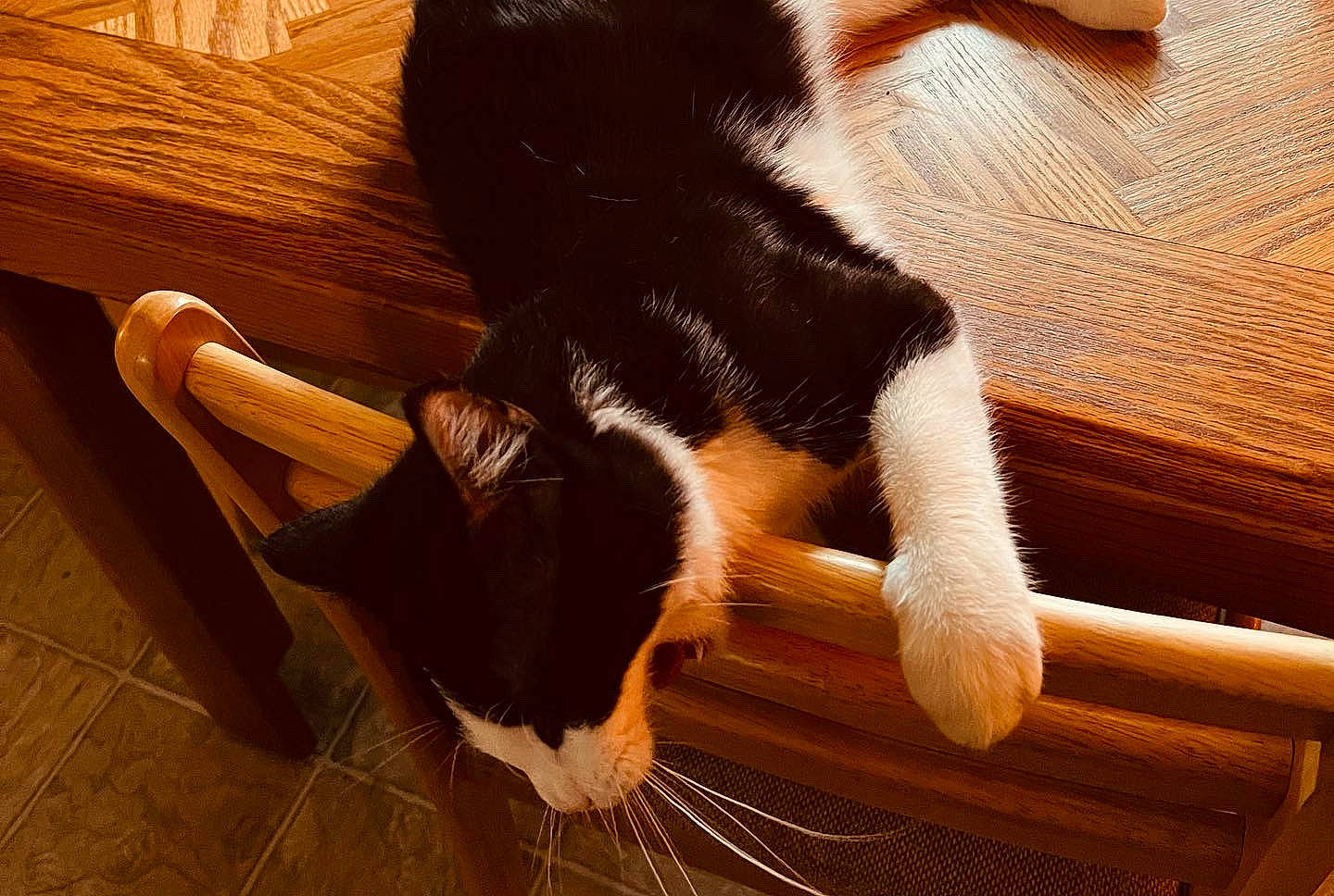 Tails is registered to the contest to win money with this photo: carnivore, cat, comfort, companion_dog, domestic_short_haired_cat, fawn, felidae, floor, flooring, foot, fur, hardwood, human_leg, small_to_medium_sized_cats, snout, tail, thigh, whiskers, window, wood