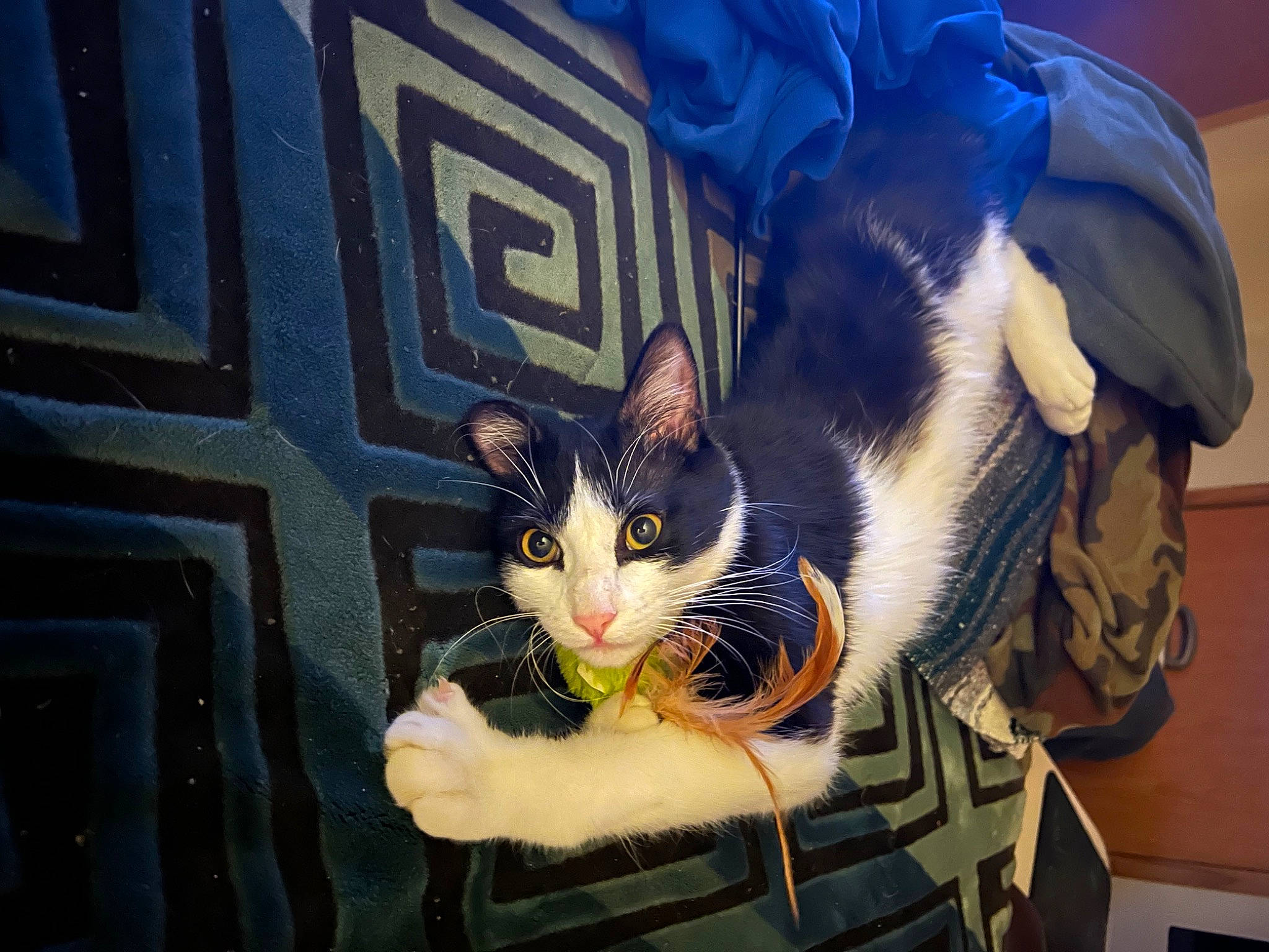 Tails is registered to the contest to win money with this photo: carnivore, cat, comfort, domestic_short_haired_cat, ear, electric_blue, eye, felidae, fur, hand, head, human_body, human_leg, lap, plant, sitting, small_to_medium_sized_cats, snapshot, snout, whiskers