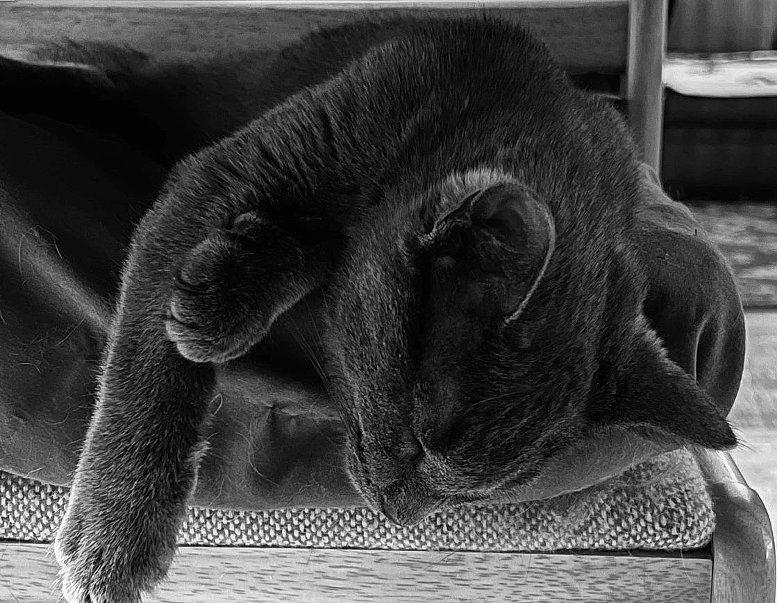Zero joined the competition — help win amazing prizes! carnivore, cat, close_up, comfort, domestic_short_haired_cat, felidae, fur, grey, monochrome, monochrome_photography, nap, paw, small_to_medium_sized_cats, snout, still_life_photography, stock_photography, style, terrestrial_animal, whiskers, wrinkle