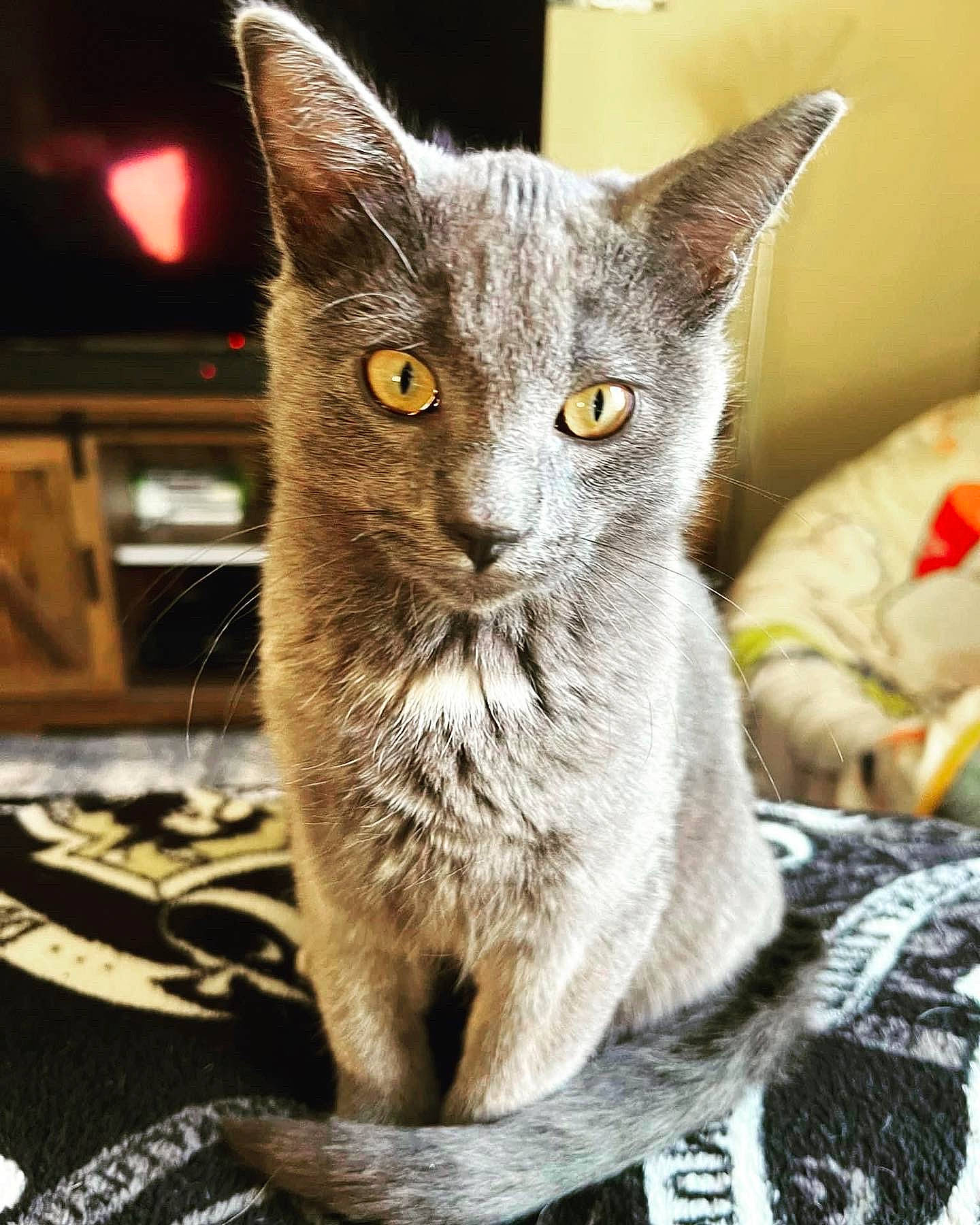 Zero joined the competition — help win amazing prizes! carnivore, cat, cat_supply, domestic_short_haired_cat, felidae, fur, grey, russian_blue, small_to_medium_sized_cats, snout, terrestrial_animal, whiskers, wildlife