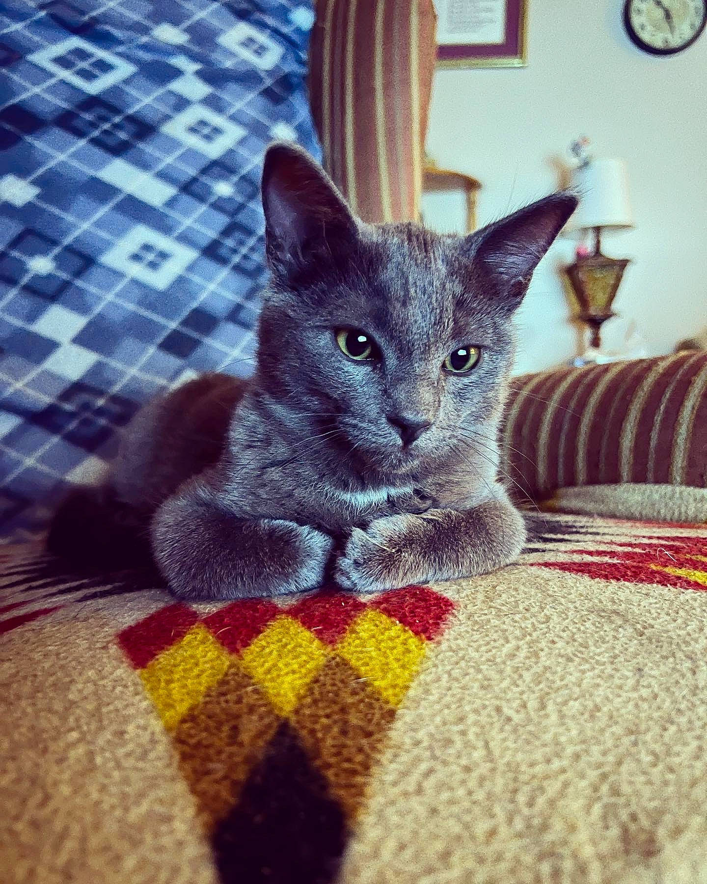 Zero is registered to the contest to win money with this photo: black_cat, carnivore, cat, cat_supply, clock, comfort, domestic_short_haired_cat, electric_blue, felidae, floor, flooring, fur, grey, linens, pattern, paw, small_to_medium_sized_cats, snout, tail, whiskers