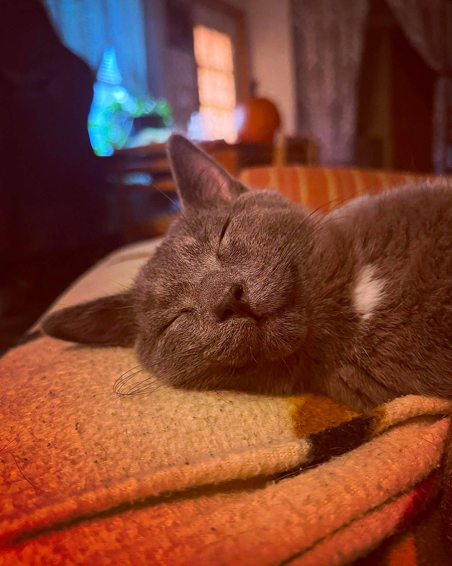 Zero is registered to the contest to win money with this photo: black_cat, carnivore, cat, claw, comfort, domestic_short_haired_cat, ear, fawn, felidae, fur, human_leg, mammal, nap, paw, small_to_medium_sized_cats, snout, tail, terrestrial_animal, whiskers, wood