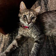 Mamacita joined the competition — help win amazing prizes! alert, animal, cat, collar, curious, cute, domestic_cat, feline, floor, fur, gray_cat, indoor, paw, pet, pink_collar, rug, stretching, tabby, whiskers, young_cat