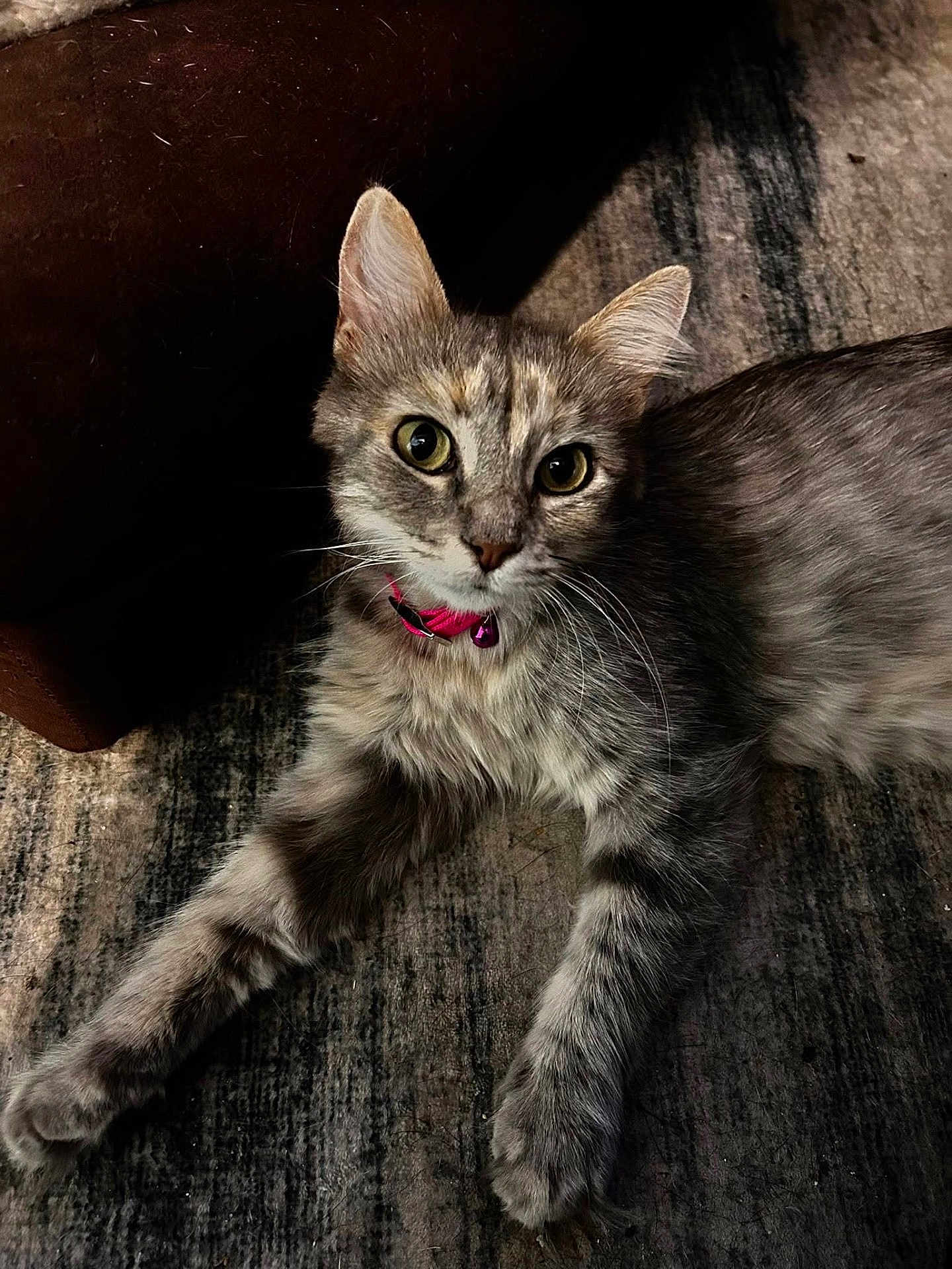 Mamacita joined the competition — help win amazing prizes! alert, animal, cat, collar, curious, cute, domestic_cat, feline, floor, fur, gray_cat, indoor, paw, pet, pink_collar, rug, stretching, tabby, whiskers, young_cat