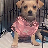 Bougie is registered to the contest to win money with this photo: animal, bedding, black_nose, brown_fur, cage, collar, crate, cute, dark_eyes, dog, indoors, kennel, necklace, pet, pink_shirt, portrait, puppy, short_hair, sitting, small_dog