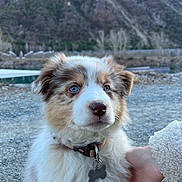 Joy a rejoint le concours — aidez-le/la à gagner de superbes lots ! puppy, dog, blue_eyes, fluffy, collar, tag, hand, outdoor, mountain, rocky_ground, nature, pet, cute, fur, portrait, animal, young_dog, close_up, daylight, calm