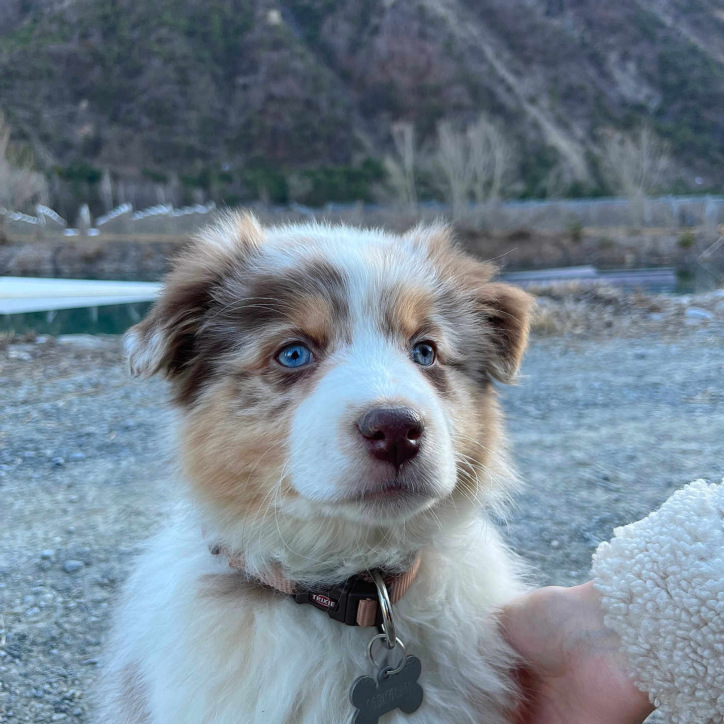 Joy a rejoint le concours — aidez-le/la à gagner de superbes lots ! animal, blue_eyes, calm, close_up, collar, cute, daylight, dog, fluffy, fur, hand, mountain, nature, outdoor, pet, portrait, puppy, rocky_ground, tag, young_dog
