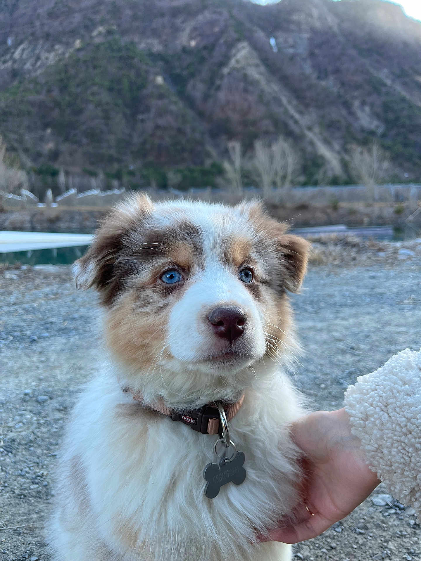 Joy a rejoint le concours — aidez-le/la à gagner de superbes lots ! puppy, dog, blue_eyes, fluffy, collar, tag, hand, outdoor, mountain, rocky_ground, nature, pet, cute, fur, portrait, animal, young_dog, close_up, daylight, calm
