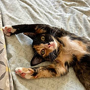 Maya participe au concours pour gagner de l'argent avec cette photo : cat, kitten, calico, stretching, paws, pink_pads, whiskers, fur, bed, blanket, pattern, cozy, cute, pet, animal, indoor, relaxed, playful, curious, young