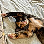 cat, kitten, calico, stretching, paws, pink_pads, whiskers, fur, bed, blanket, pattern, cozy, cute, pet, animal, indoor, relaxed, playful, curious, young