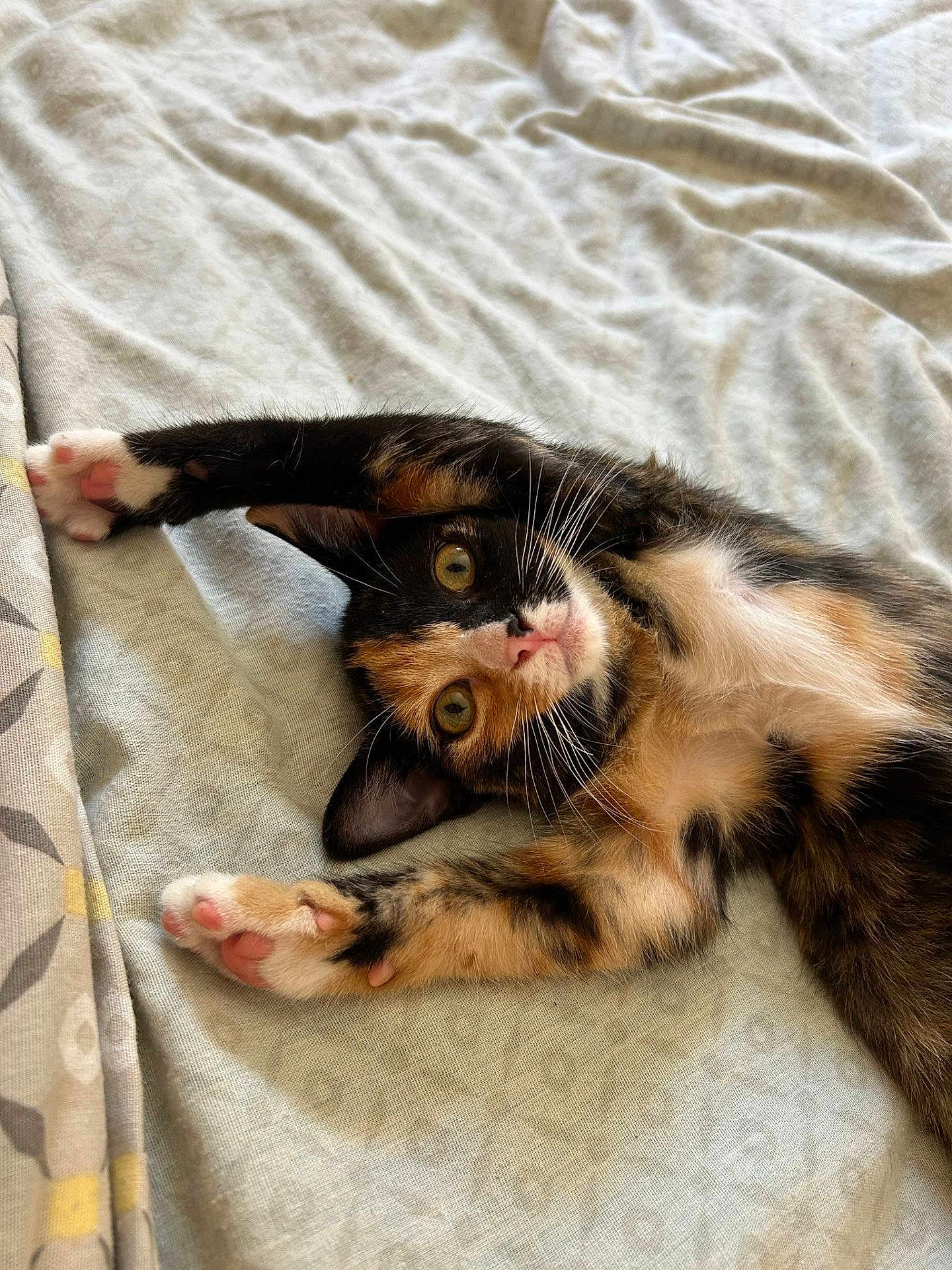 Maya