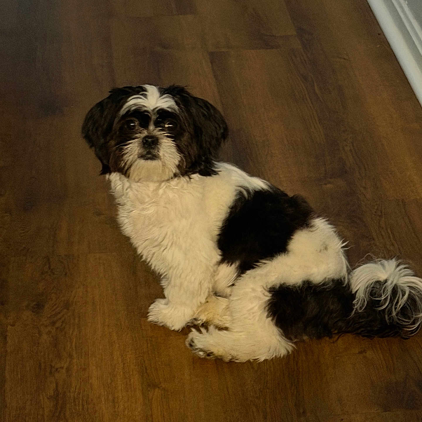 Miley joined the competition — help win amazing prizes! animal, black_and_white, calm, companion, curious, cute, dog, domestic, floor, fur, home, house, indoor, looking, mammal, pet, portrait, sitting, small_dog, wooden_floor