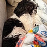 Miley joined the competition — help win amazing prizes! animal, black_and_white, blanket, close_up, colorful_blanket, comfort, couch, cozy, cute, dog, fluffy, fur, home, indoor, nap, pet, relaxation, rest, sleeping, soft_texture