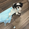 Miley joined the competition — help win amazing prizes! animal, black_and_white, chewed, cute, dog, floor, flooring, fur, home, indoor, looking_up, mess, pet, playful, puppy, small_dog, torn_paper, training_pad, wooden_floor, young_dog
