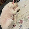 dog, sleeping, white_dog, black_spots, curled_up, quilt, bed, indoor, cozy, resting, pet, animal, canine, fur, paw, ear, blanket, fabric, hammock, home