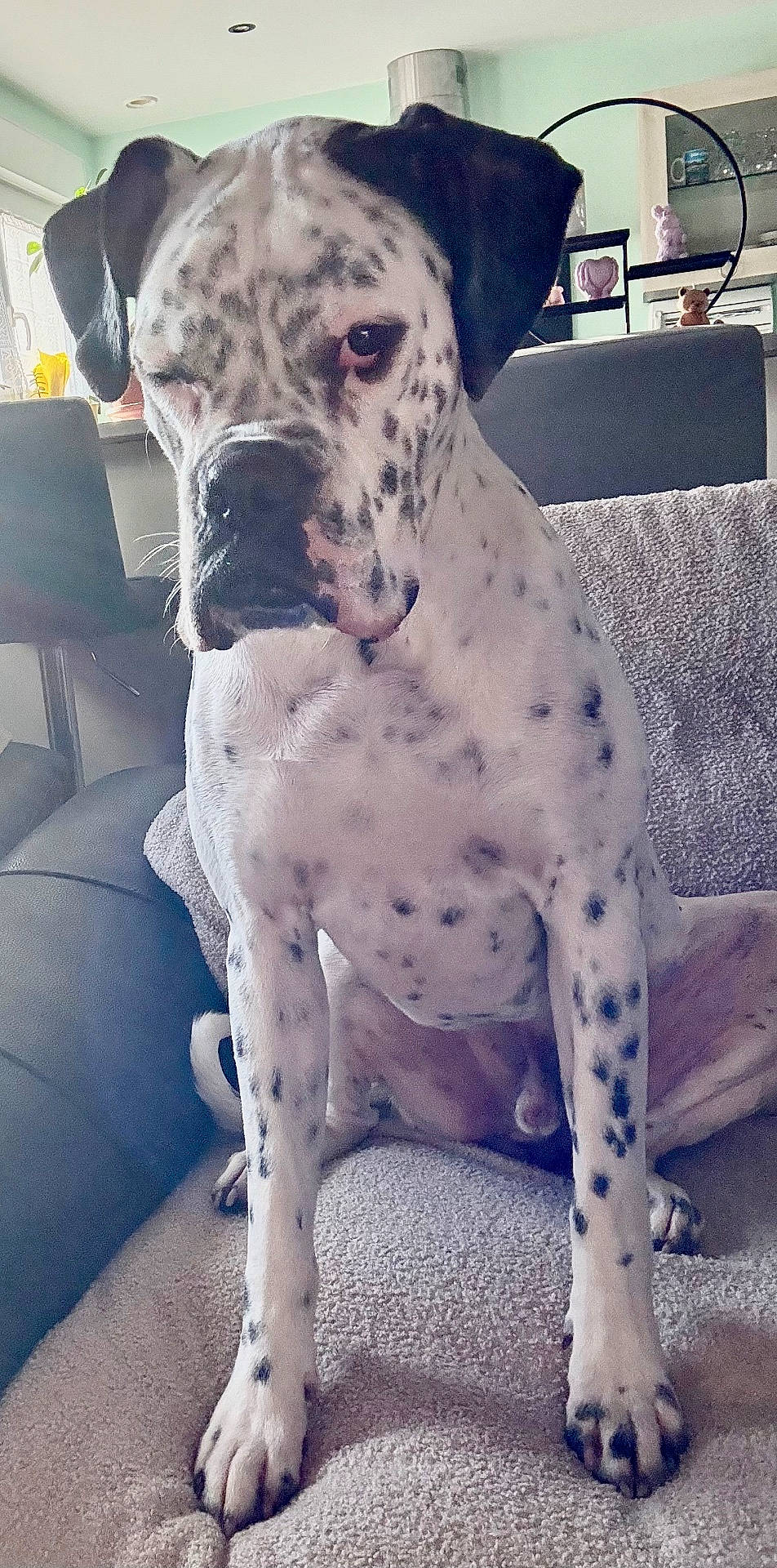 Ulk participe au concours pour gagner de l'argent avec cette photo : animal, boxer, bulldog, canine, dalmatian, dog, frenchbulldog, pet, pitbull, pointer, puppy