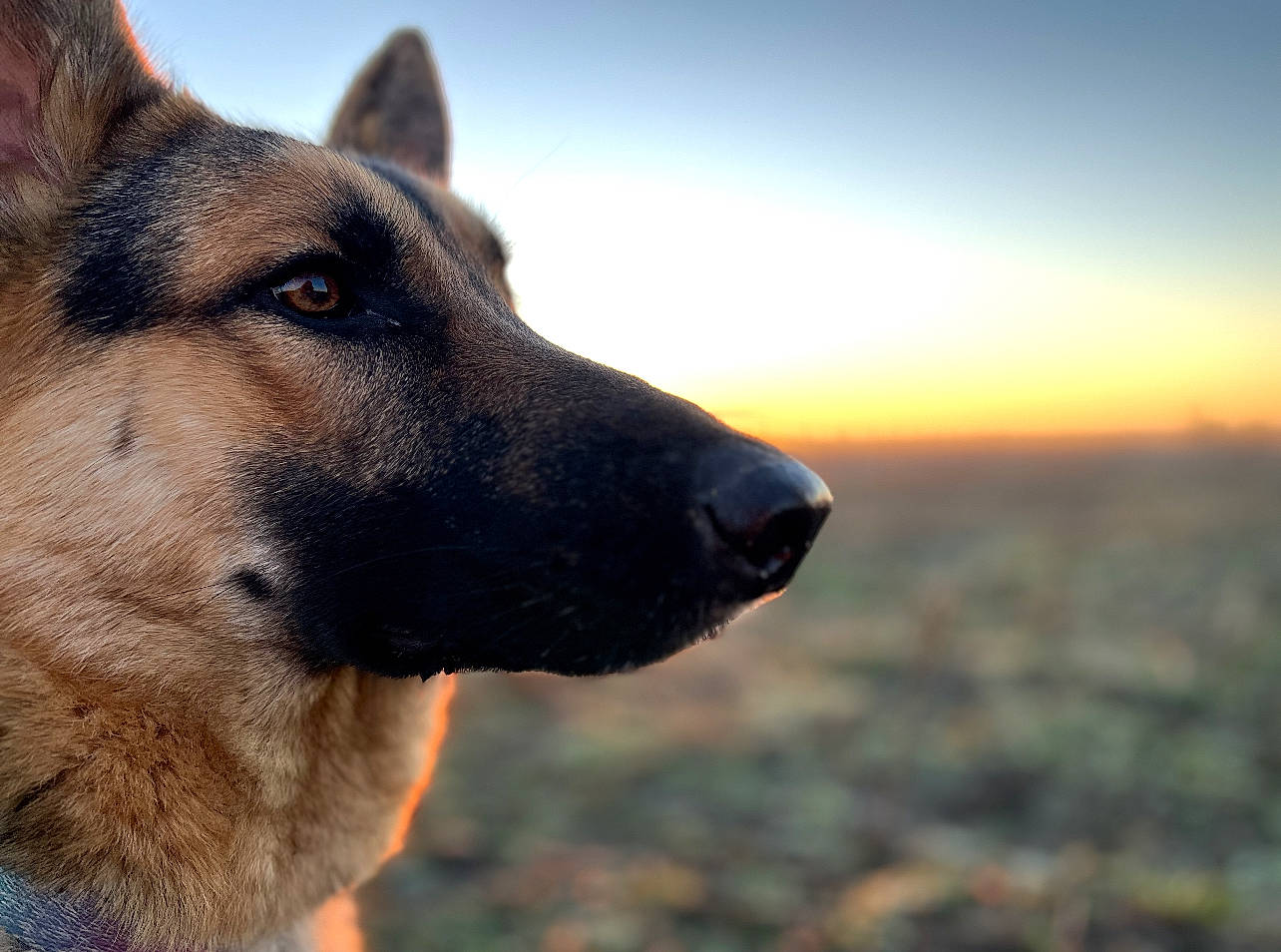 Gracie joined the competition — help win amazing prizes! canidae, carnivore, companion_dog, dog, dog_breed, east_european_shepherd, fawn, fur, german_shepherd_dog, herding_dog, king_shepherd, landscape, old_german_shepherd_dog, sky, snout, sporting_group, terrestrial_animal, whiskers, working_animal, working_dog