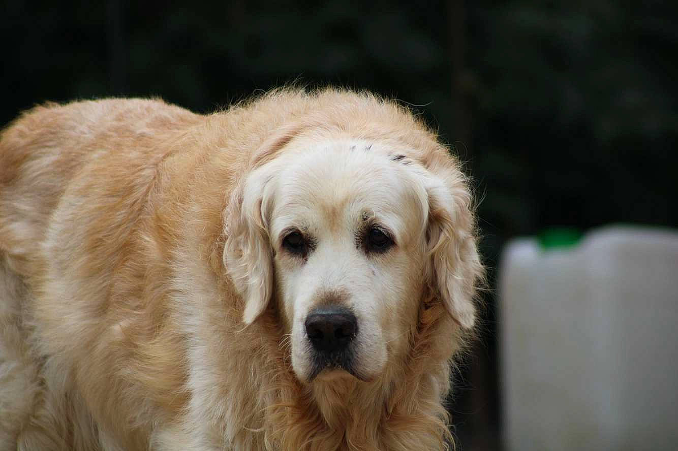 Flag participe au concours pour gagner de l'argent avec cette photo : biting, canidae, carnivore, companion_dog, dog, dog_breed, fawn, fur, golden_retriever, grass, gun_dog, plant, sporting_group, terrestrial_animal, tree, whiskers, wildlife