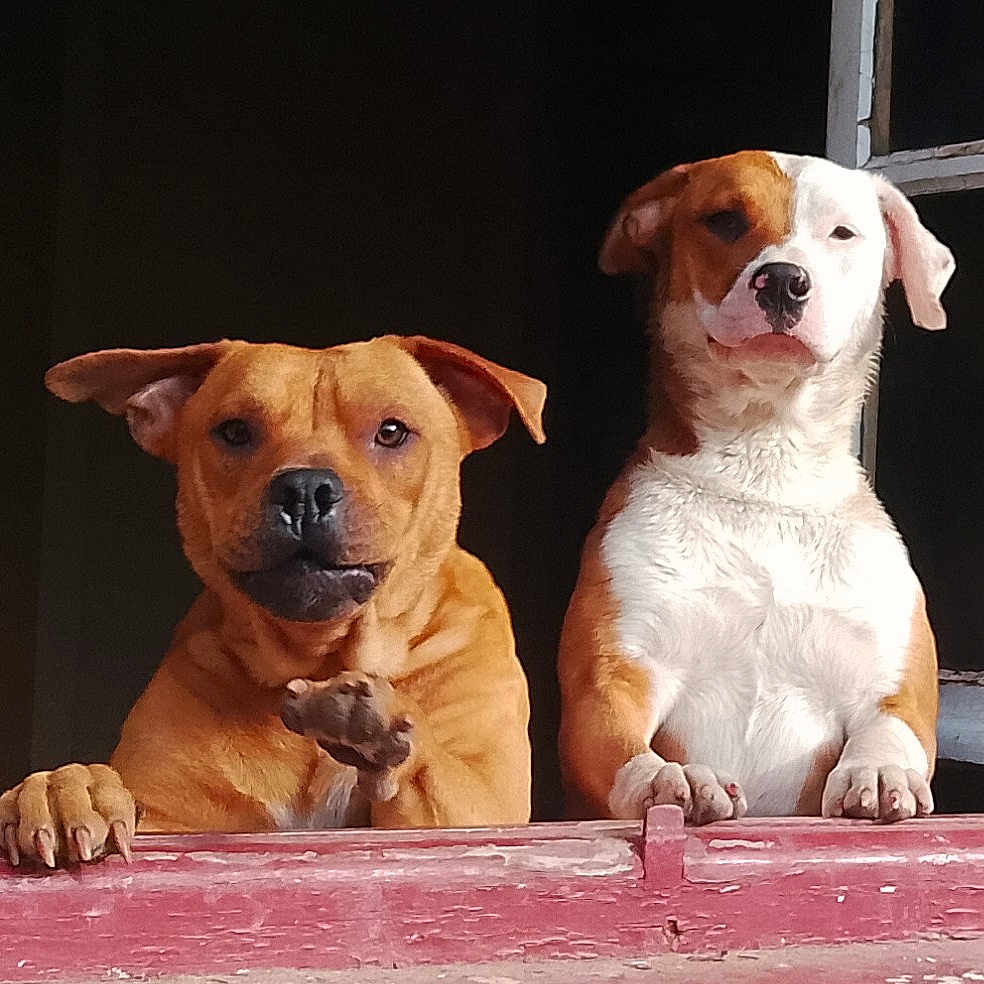 Sentiers Des Loups participe au concours pour gagner de l'argent avec cette photo : animal, architecture, boxer, building, bulldog, canine, dog, face, head, hound, indoors, interiordesign, outdoors, person, pet, pig, pitbull, puppy, shelter, window