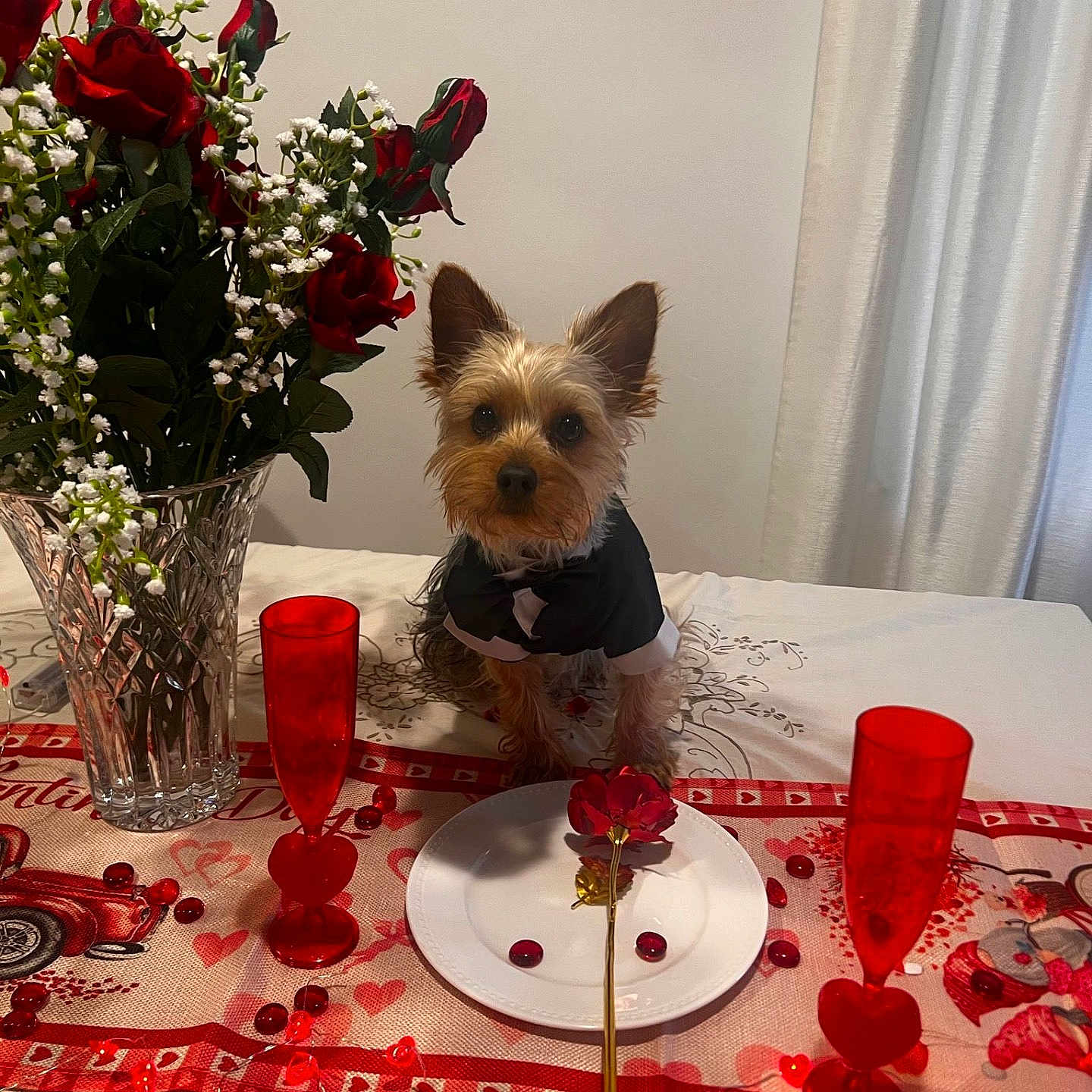 Ozzy is registered to the contest to win money with this photo: animal, architecture, building, canine, diningroom, diningtable, dog, flower, flowerarrangement, flowerbouquet, furniture, indoors, pet, petal, plant, pottedplant, room, rose, table, tabletop