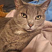 Foxy joined the competition — help win amazing prizes! cat, gray_tabby, yellow_eyes, close_up, pet, feline, whiskers, soft_blanket, pink_blanket, bedroom, orange_cat, background, indoor, resting, fur, animal, cozy, relaxed, domestic_cat, cute