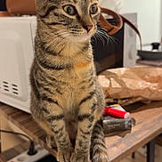 Line participe au concours pour gagner de l'argent avec cette photo : cat, tabby_cat, pet, animal, sitting, portrait, whiskers, ears, striped_fur, brown_fur, green_eyes, indoor, table, handbag, cables, electronics, kitchen, home, vertical_photo, alert
